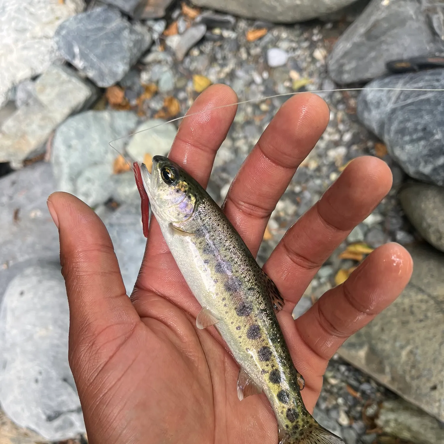 The most recent Coastal rainbow trout catches on Fishbrain