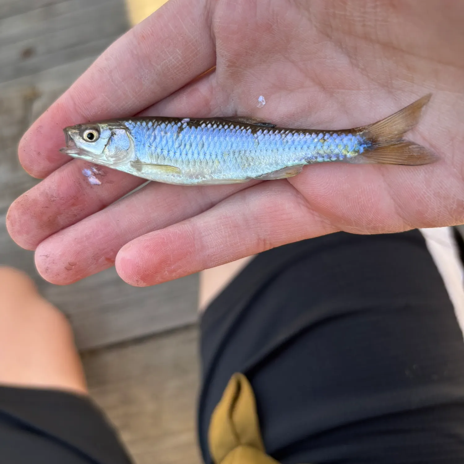 The most recent Plateau shiner catches on Fishbrain