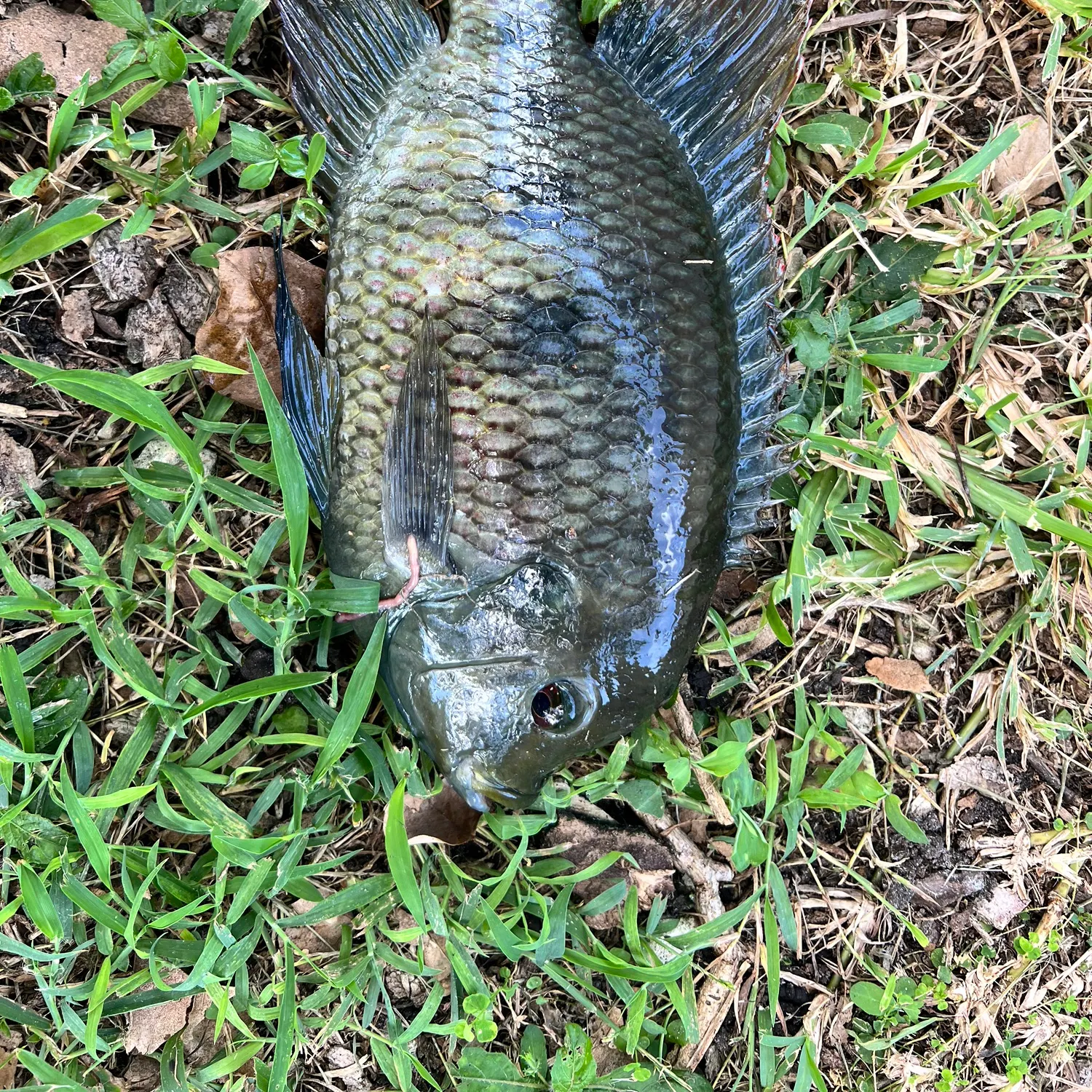 Spotted tilapia caught on Fishbrain