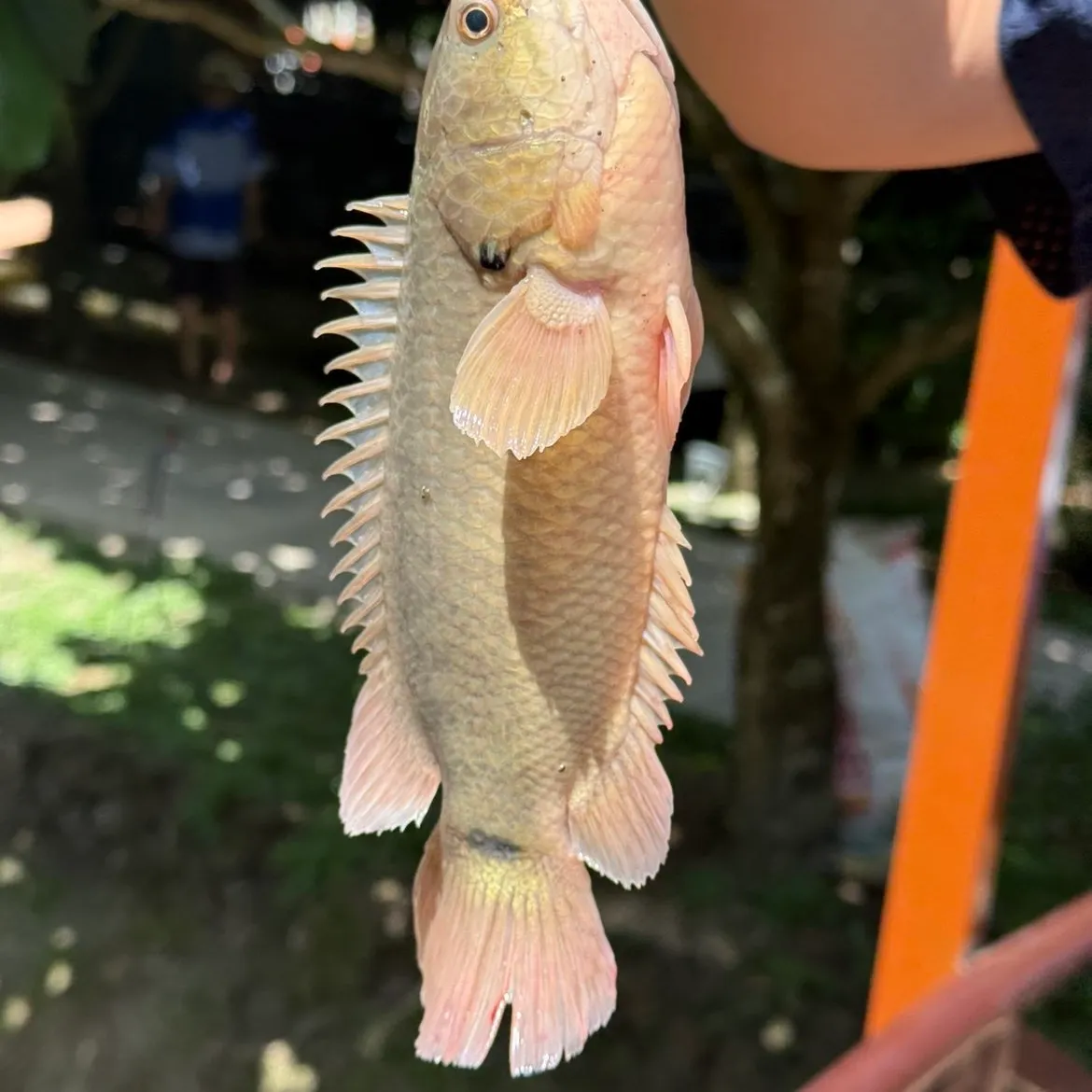 The most recent Climbing perch catches on Fishbrain