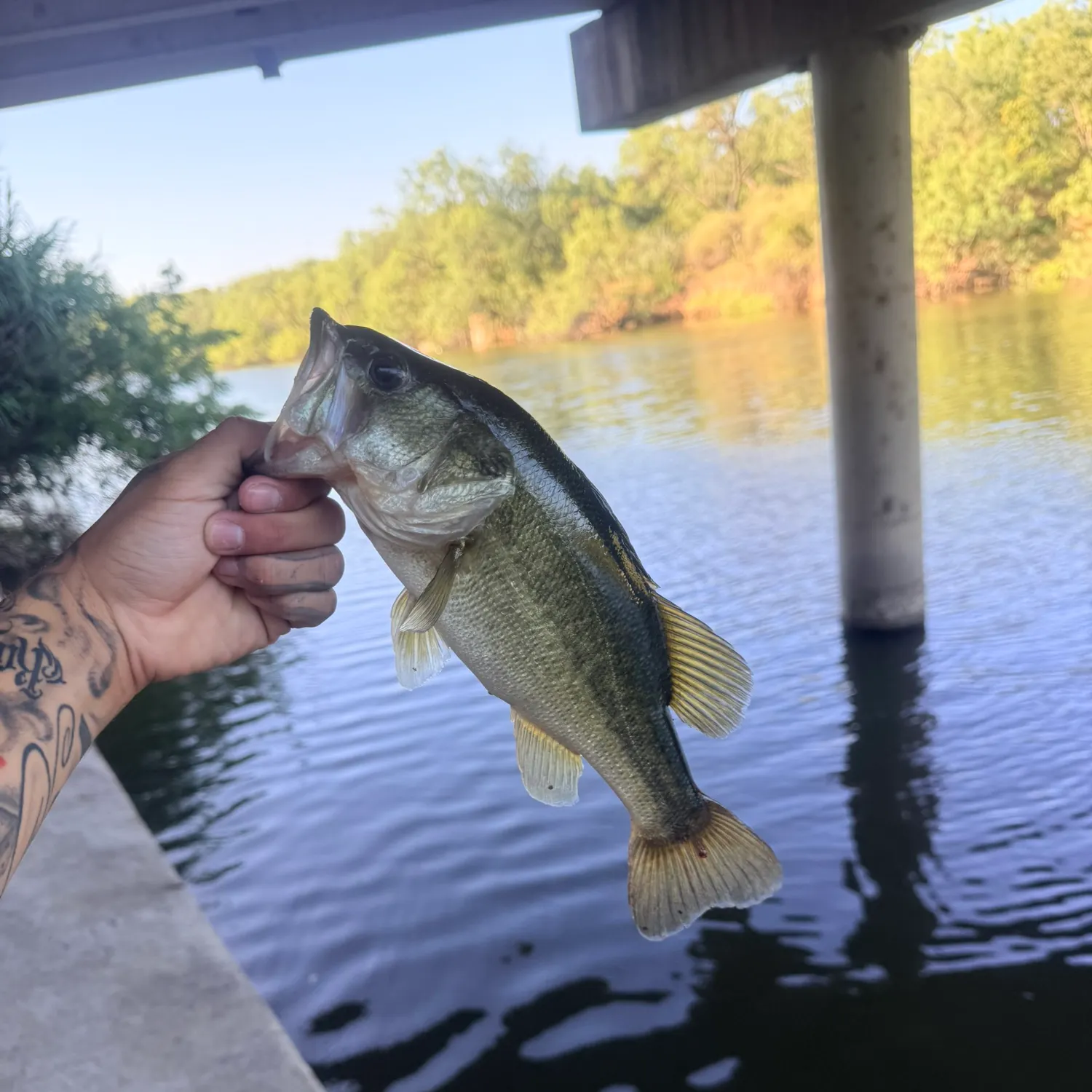 Largemouth bass caught on Fishbrain