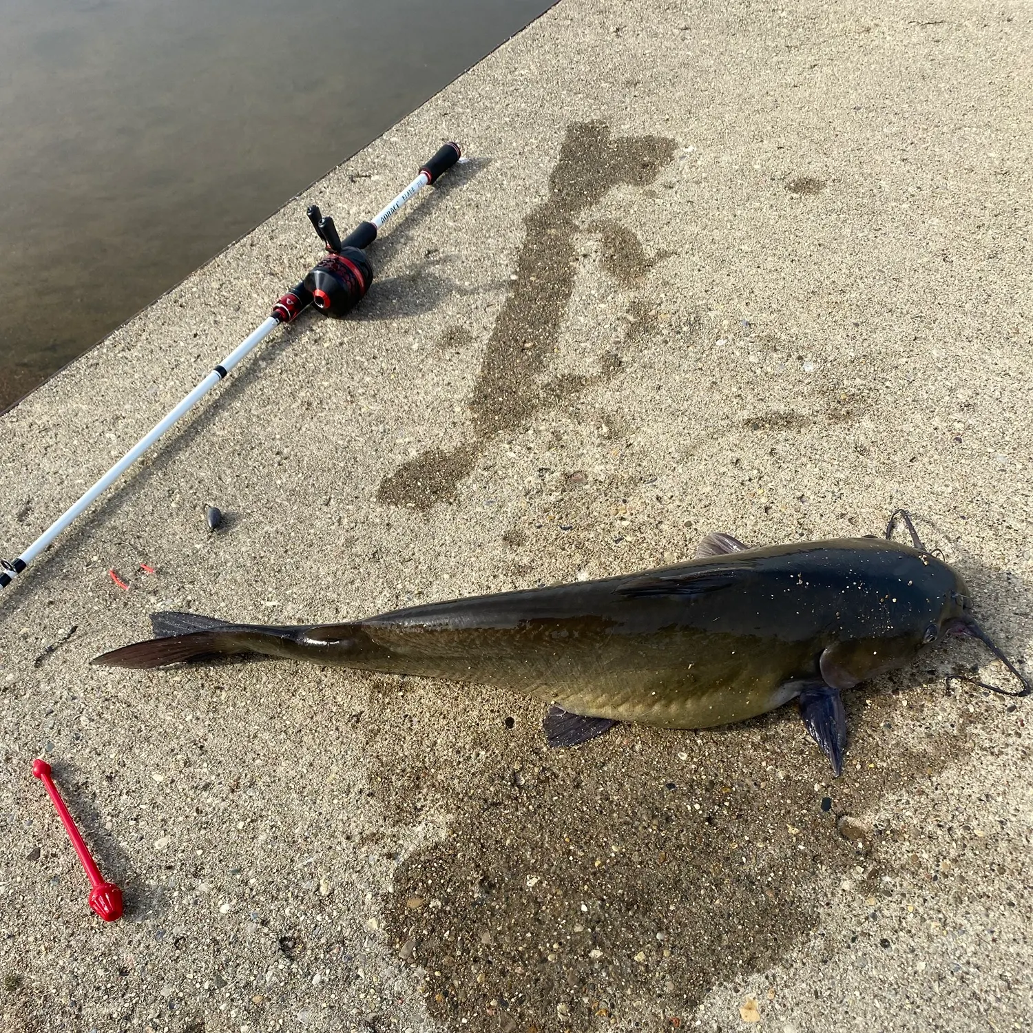 Channel catfish caught on Fishbrain