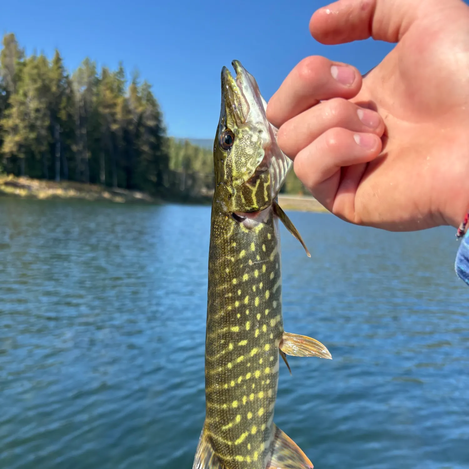 Northern pike caught on Fishbrain