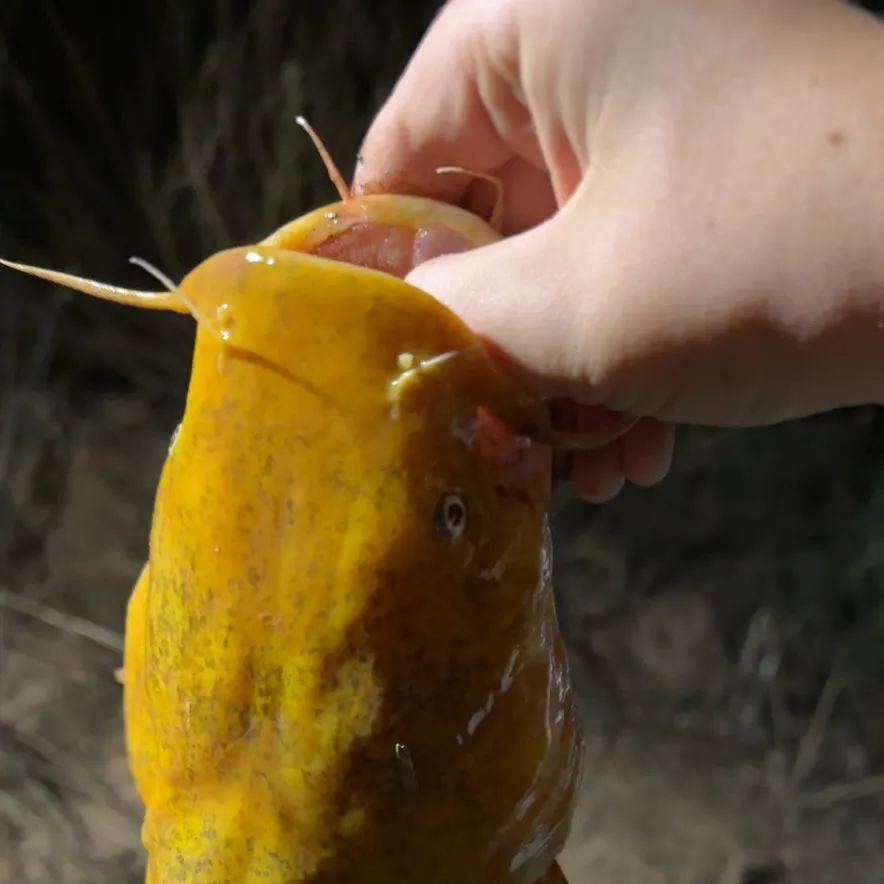 Flathead catfish caught on Fishbrain