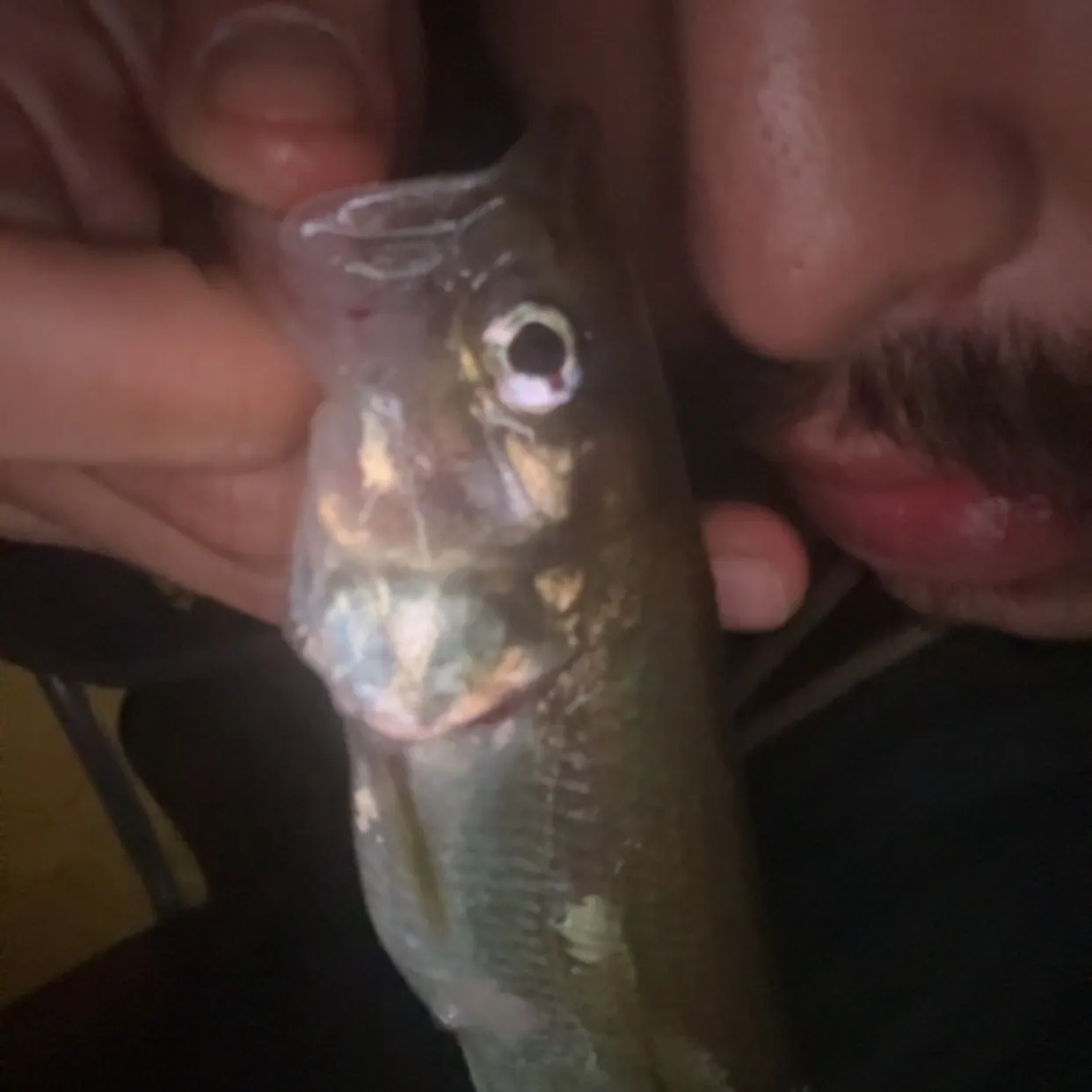 The most recent Arctic rainbow smelt catches on Fishbrain