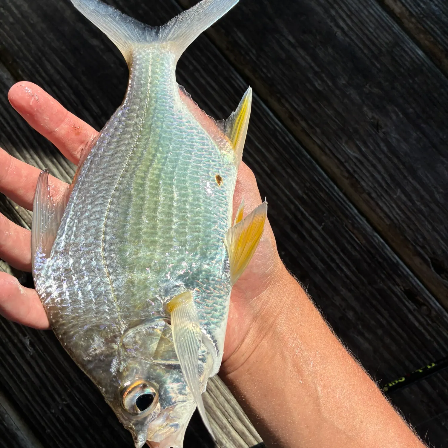 The most recent Irish mojarra catches on Fishbrain