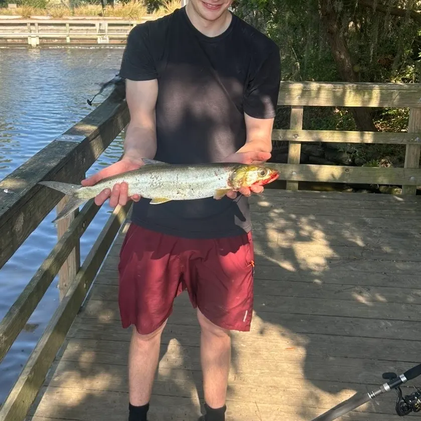 Ladyfish caught on Fishbrain
