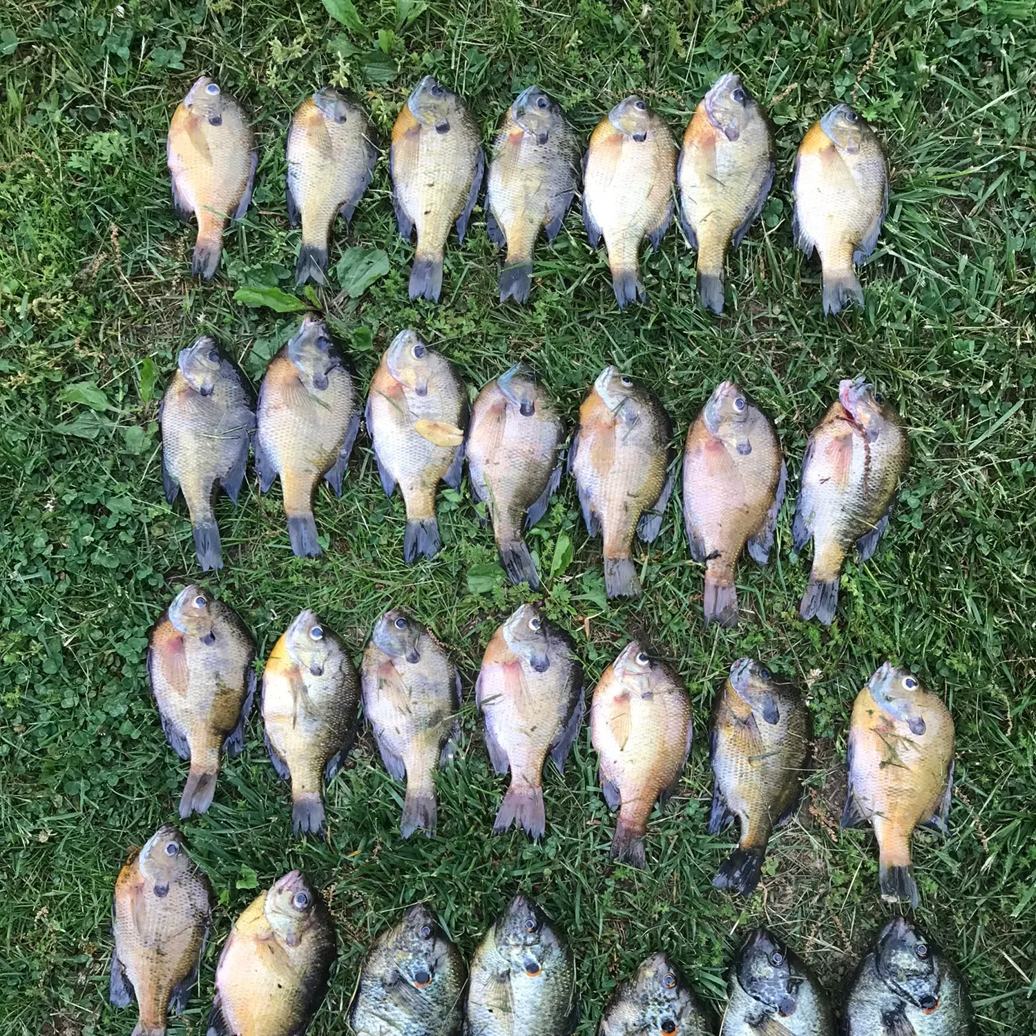 recently logged catches