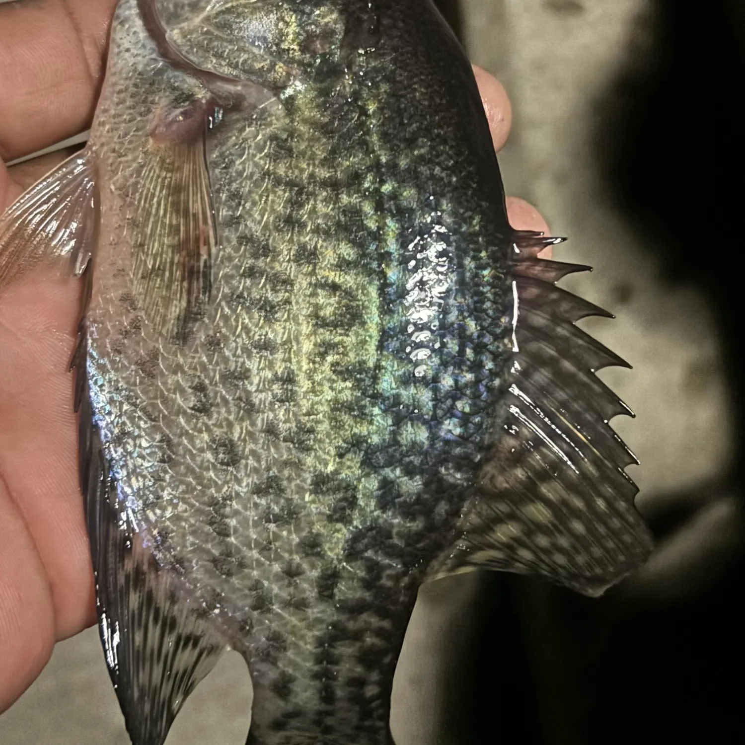 Black crappie caught on Fishbrain