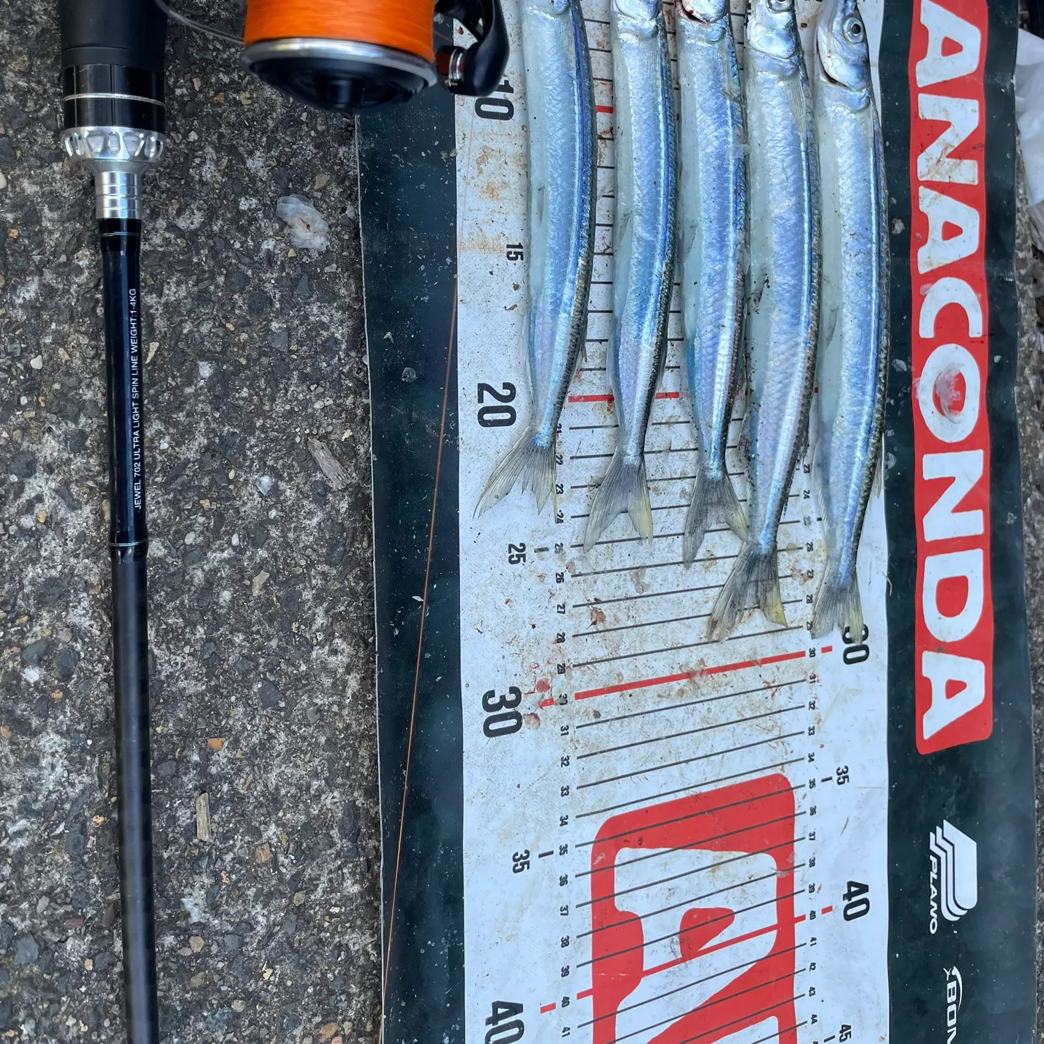 The most recent Eastern sea garfish catches on Fishbrain