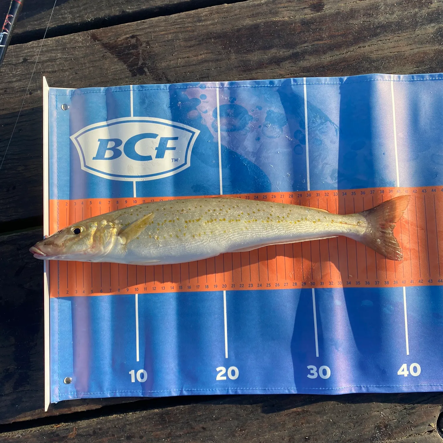 The most recent King George whiting catches on Fishbrain