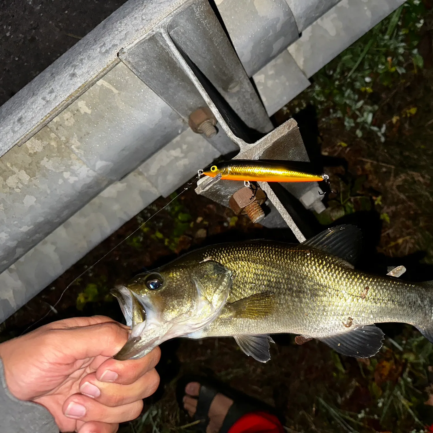 Largemouth bass caught on Fishbrain