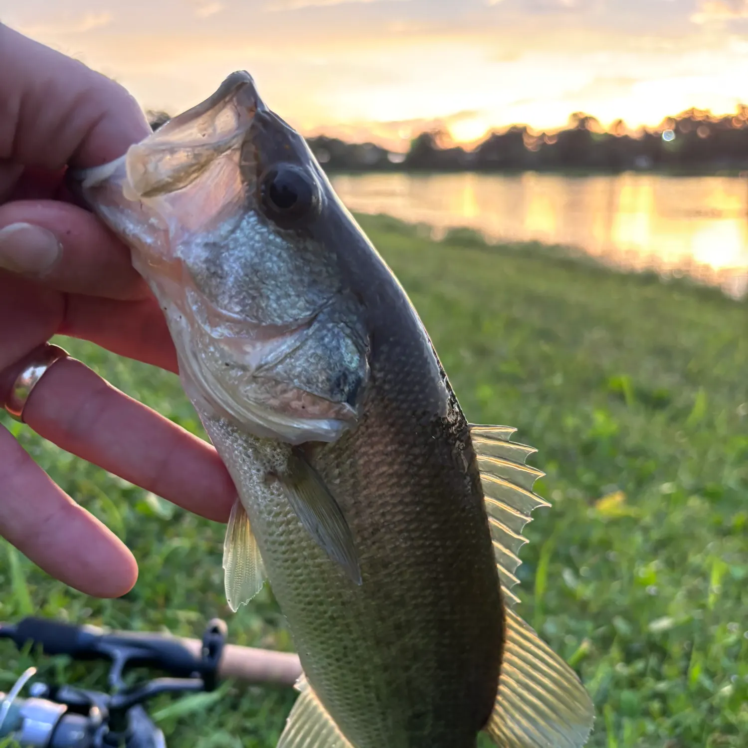Largemouth bass caught on Fishbrain