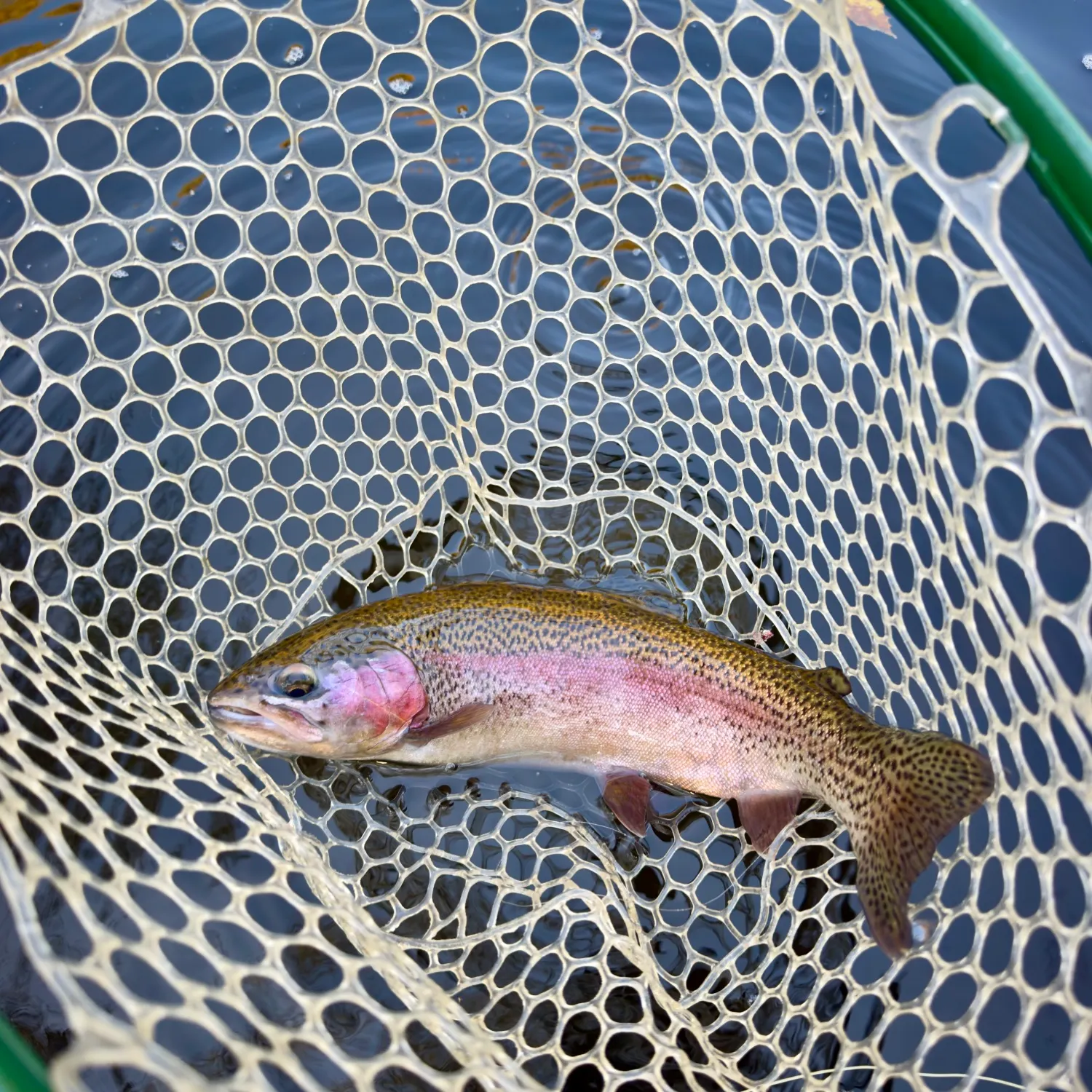 Rainbow trout caught on Fishbrain