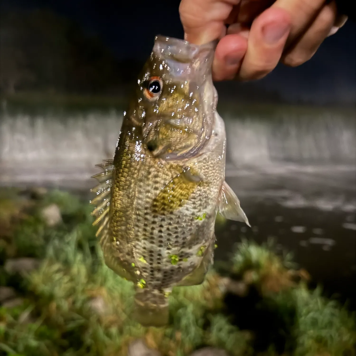 Rock bass caught on Fishbrain