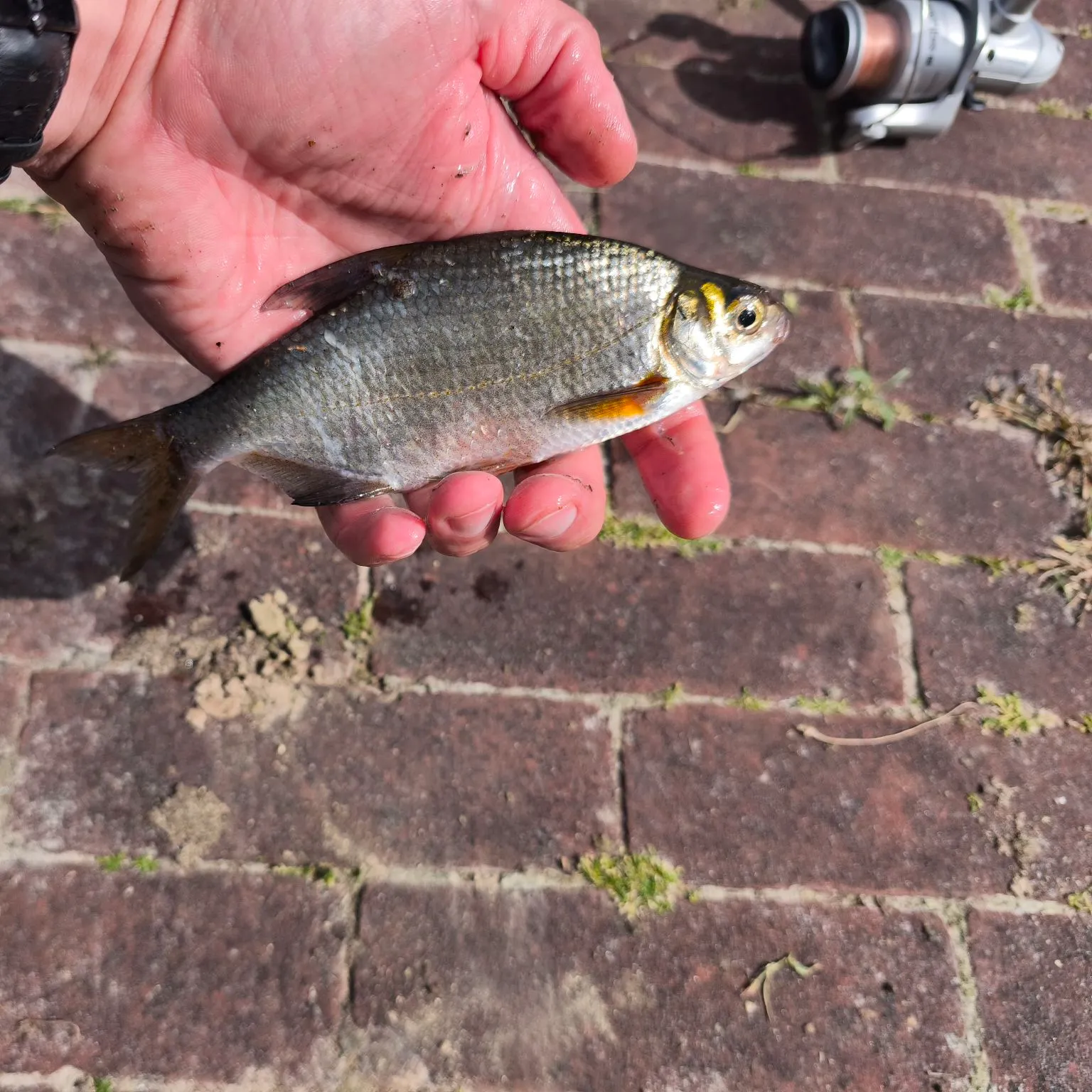 White bream caught on Fishbrain