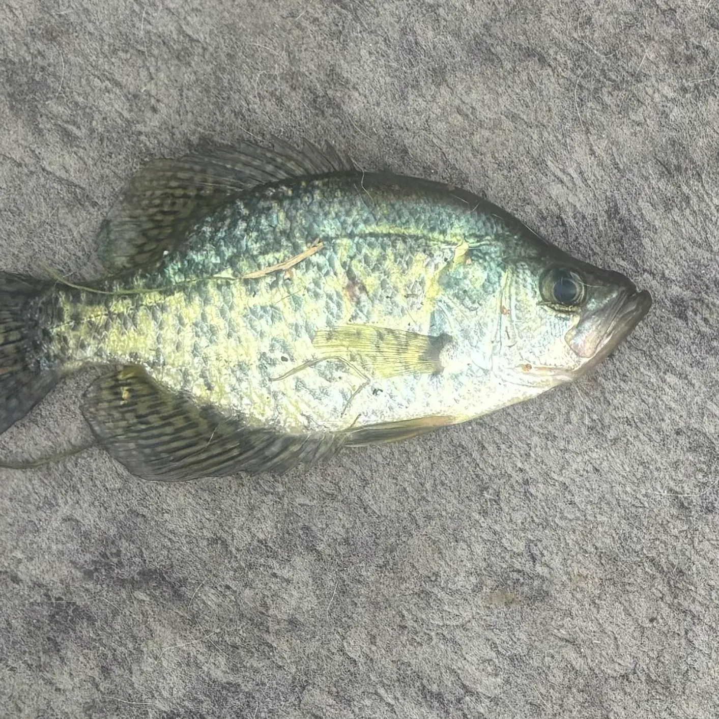 Black crappie caught on Fishbrain