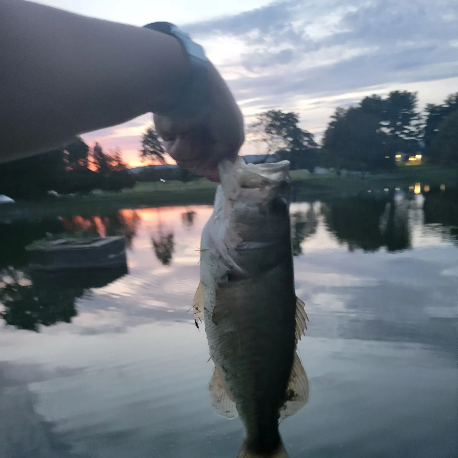 Largemouth bass caught on Fishbrain