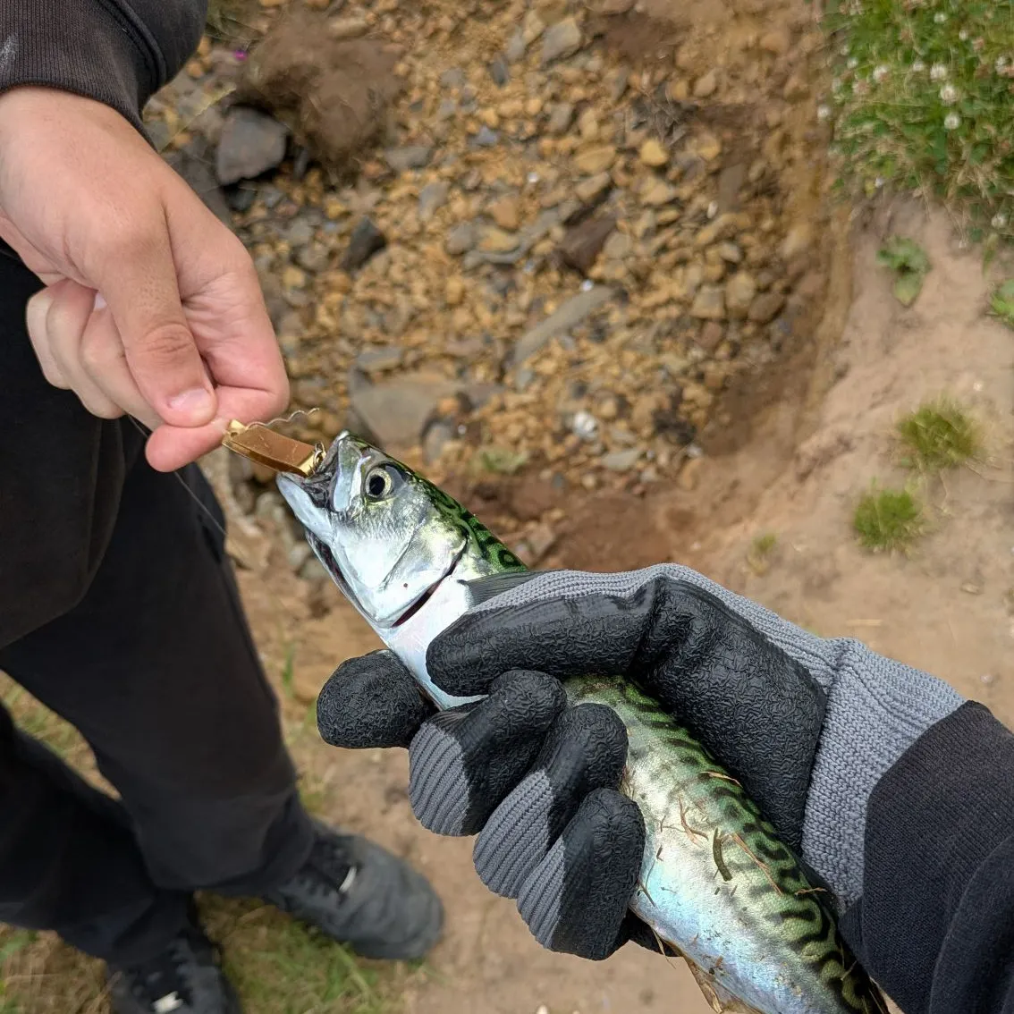 Atlantic mackerel caught on Fishbrain