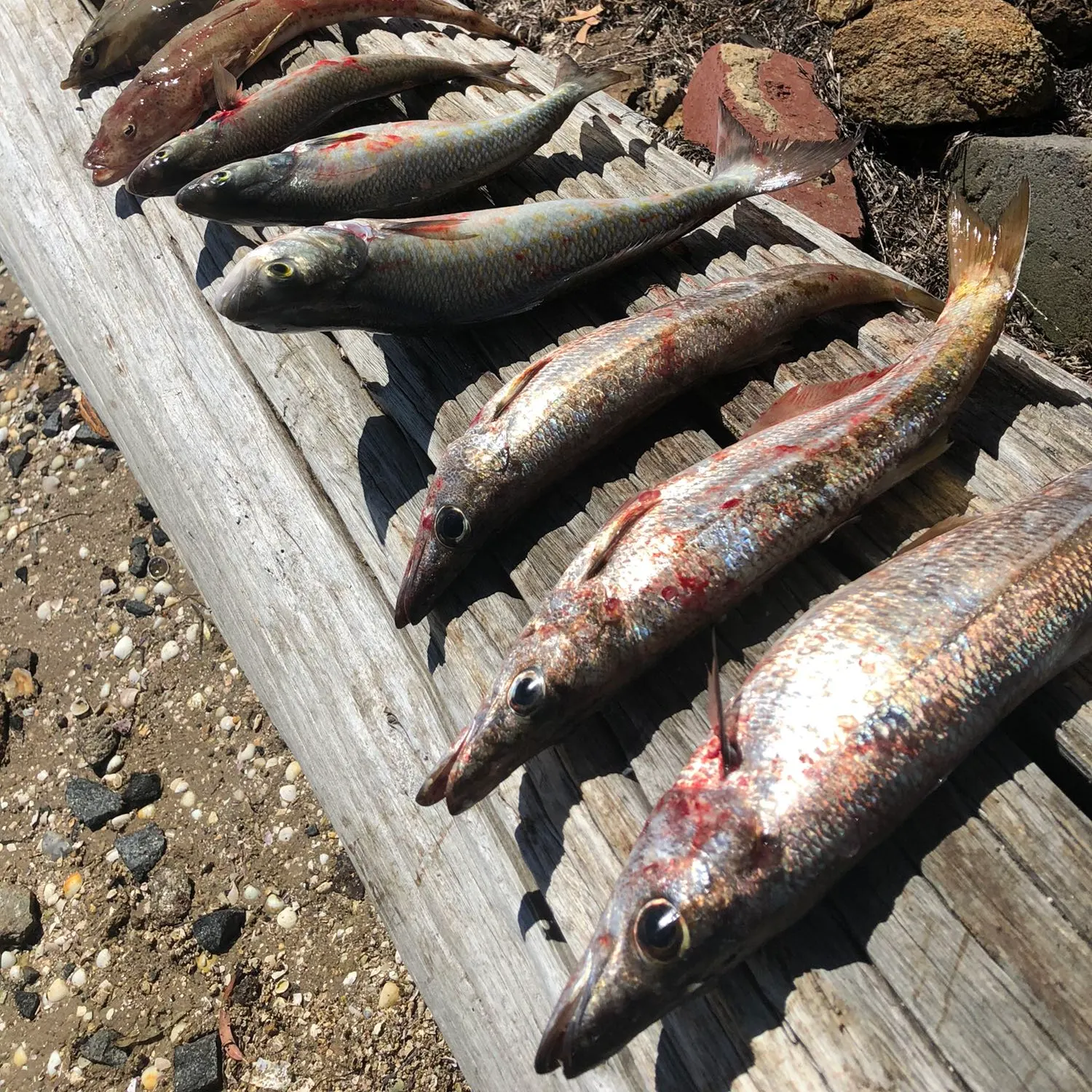 recently logged catches