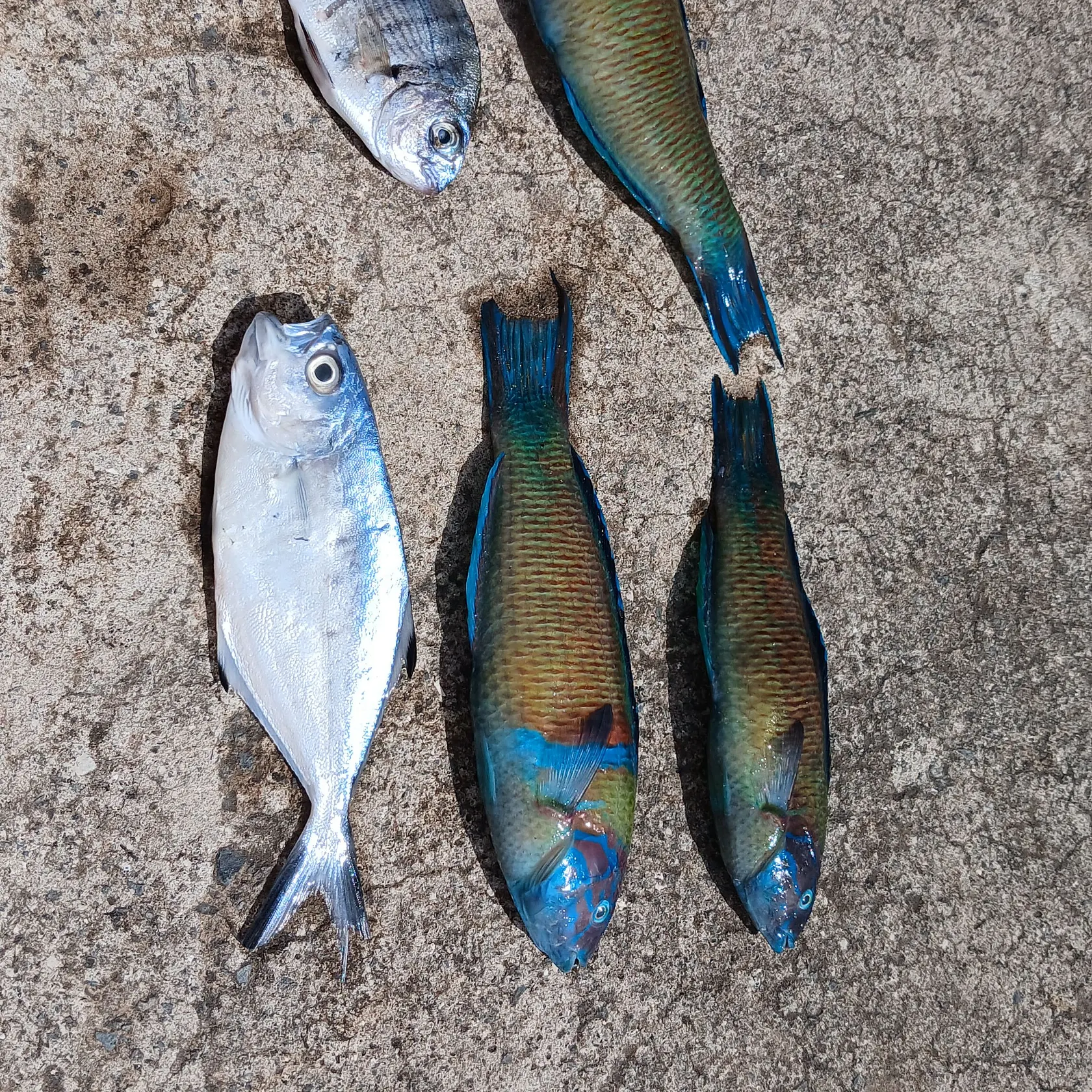 Fish caught on Fishbrain