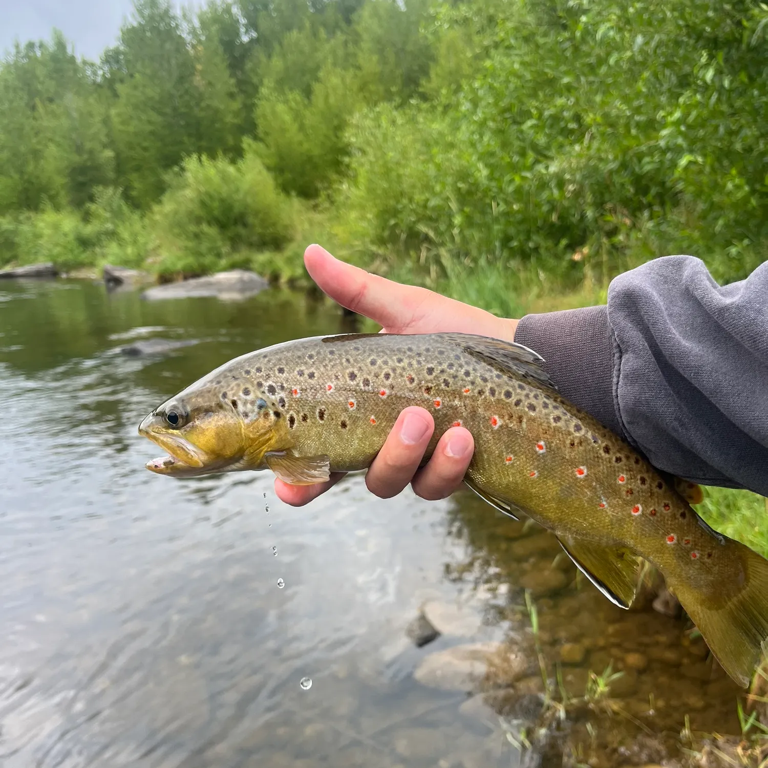 The most recent Brown trout catches on Fishbrain