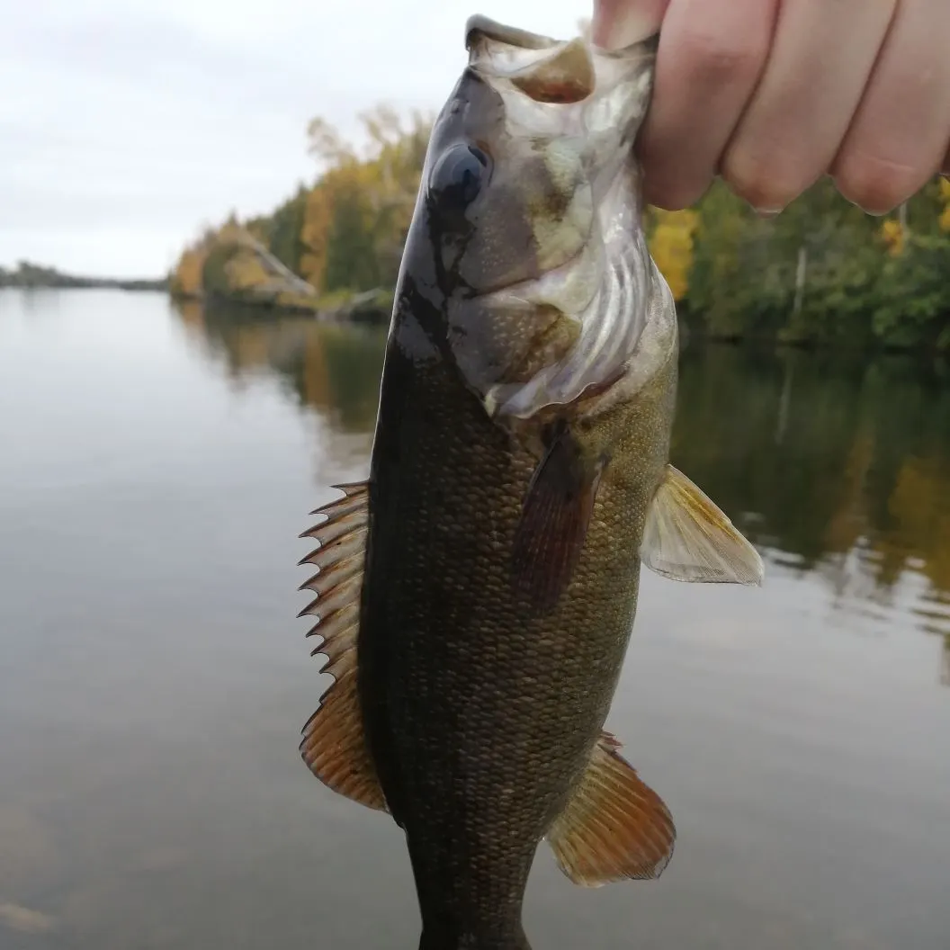 Smallmouth bass caught on Fishbrain