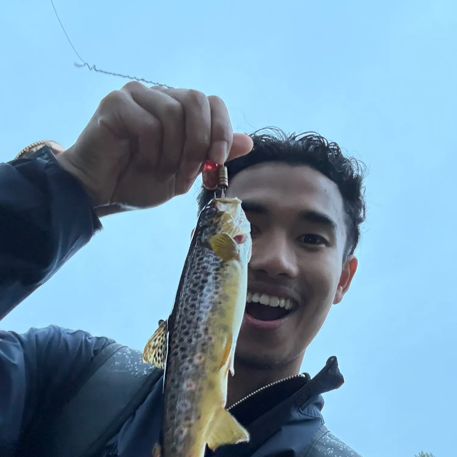 Brown trout caught on Fishbrain