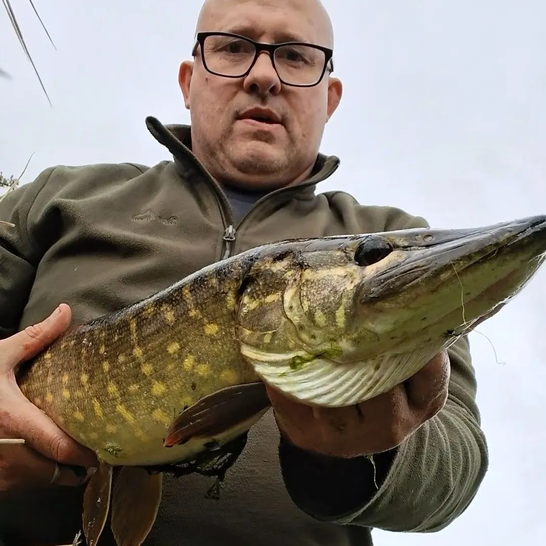 Northern pike caught on Fishbrain