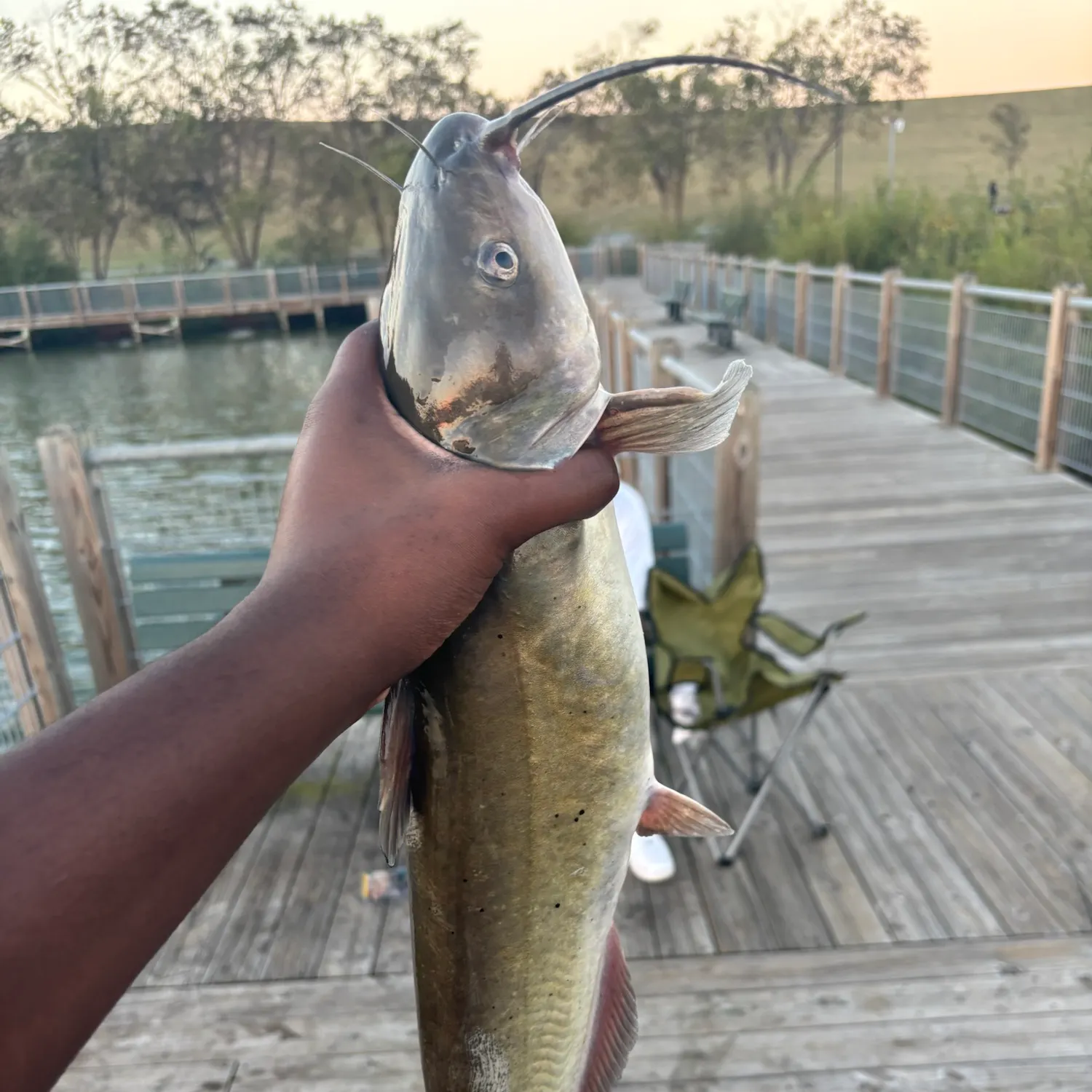 Channel catfish caught on Fishbrain