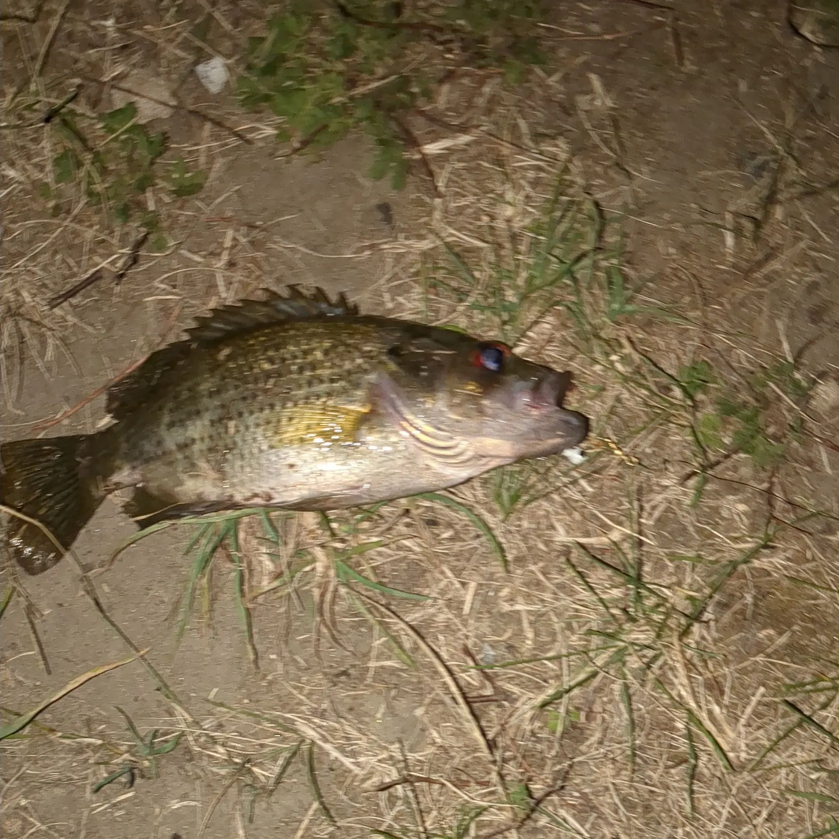 Rock bass caught on Fishbrain