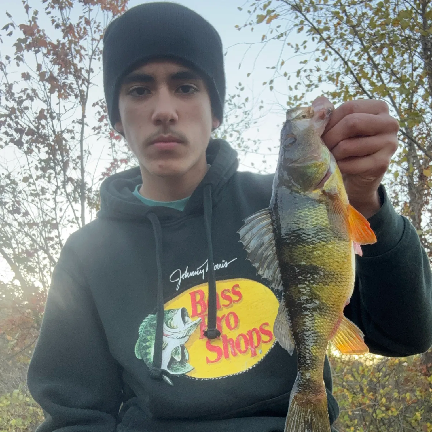 Yellow perch caught on Fishbrain
