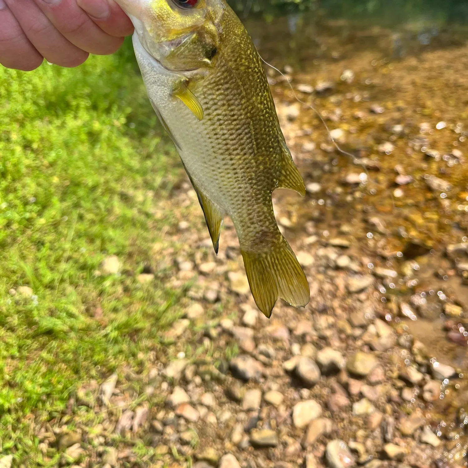 Rock bass caught on Fishbrain