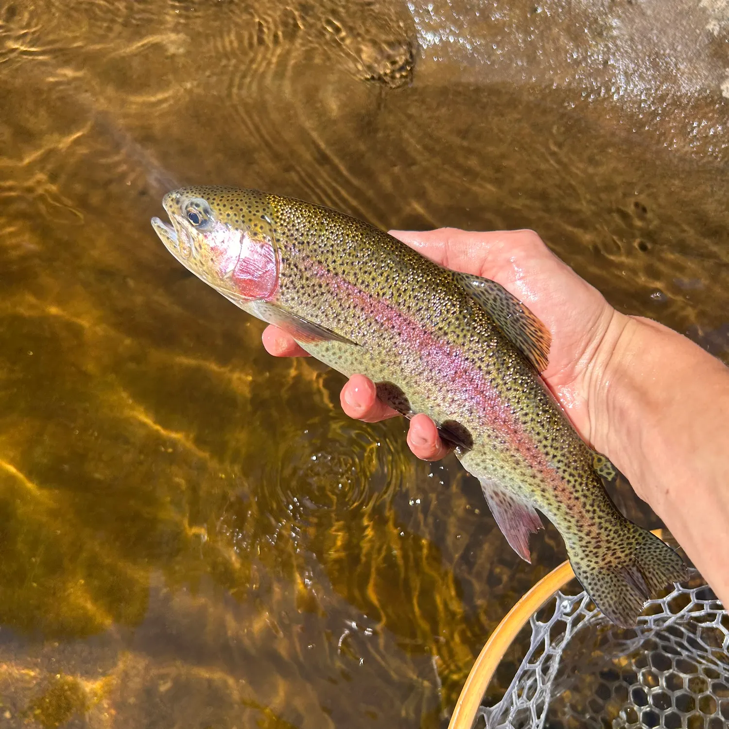 Rainbow trout caught on Fishbrain