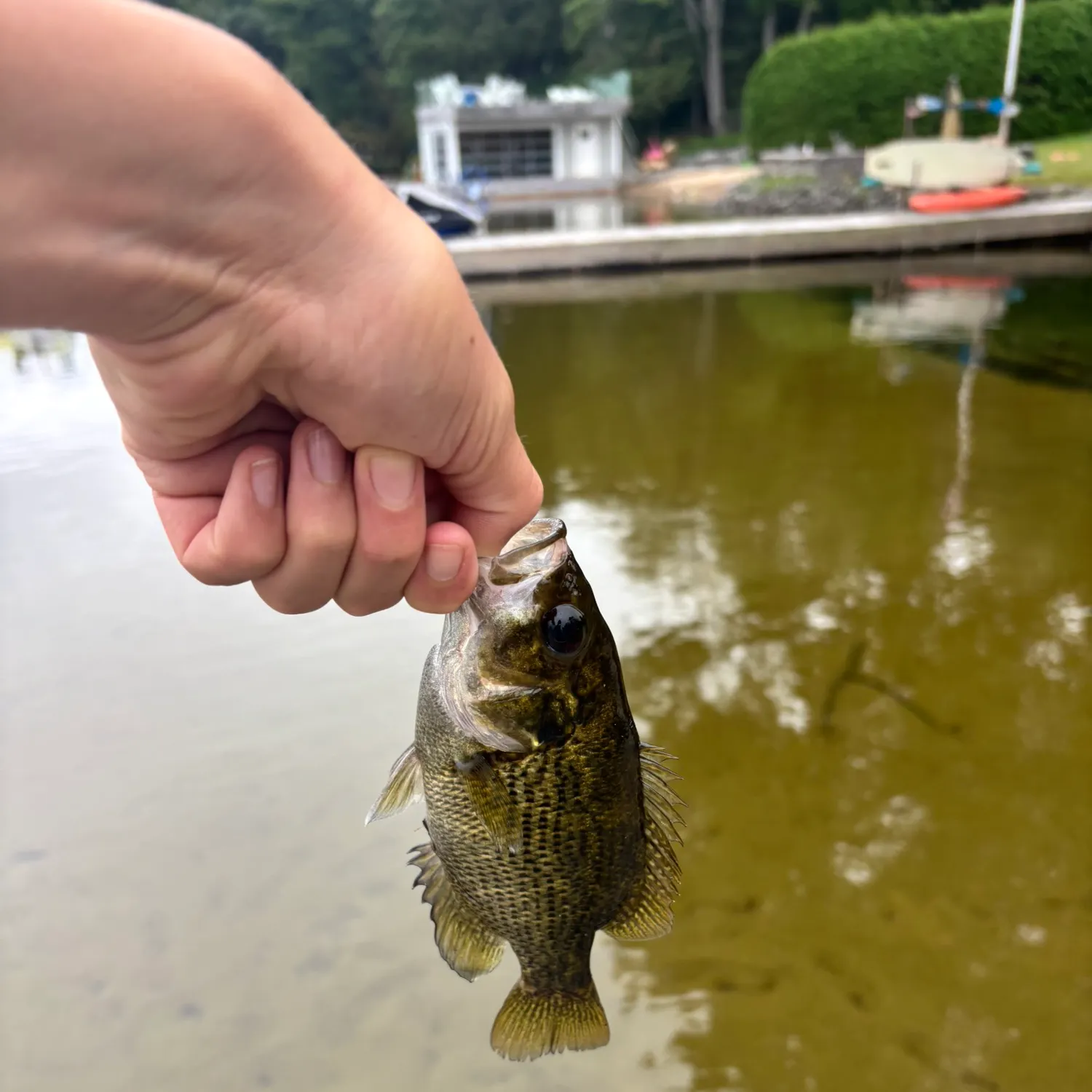 Rock bass caught on Fishbrain