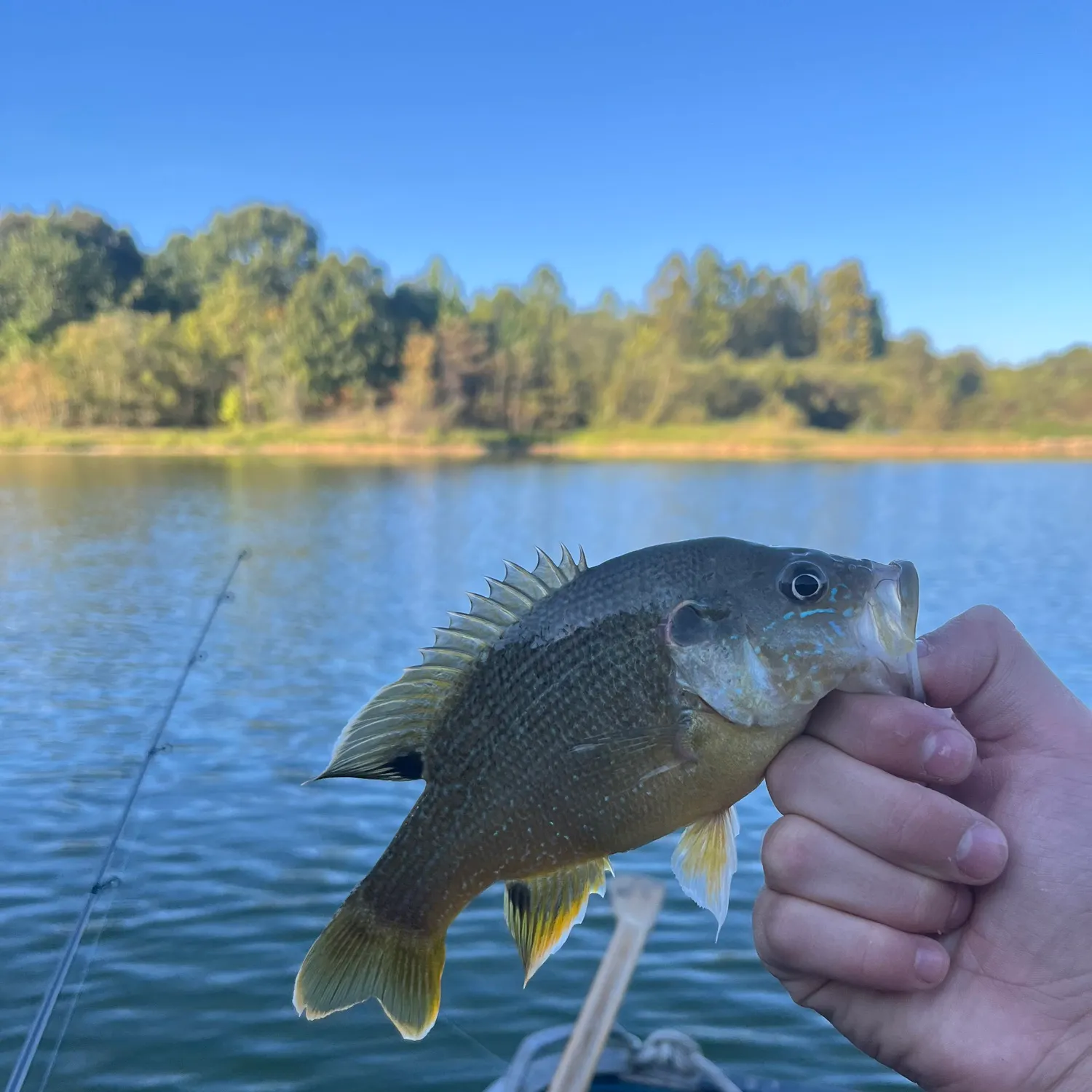 Green sunfish caught on Fishbrain