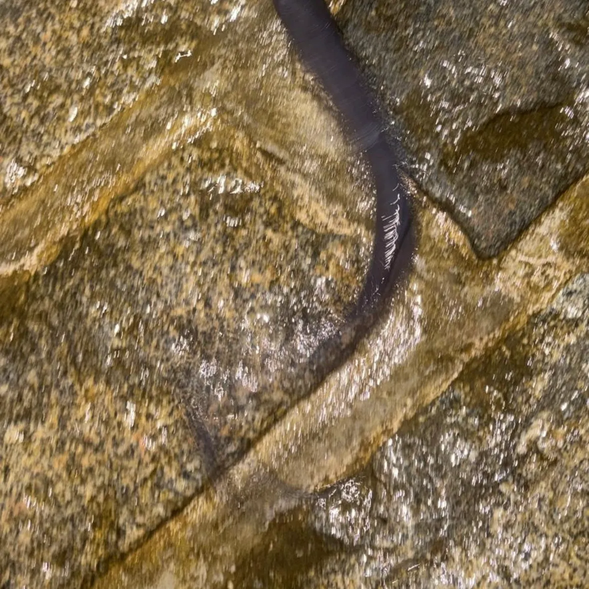 The most recent European conger catches on Fishbrain