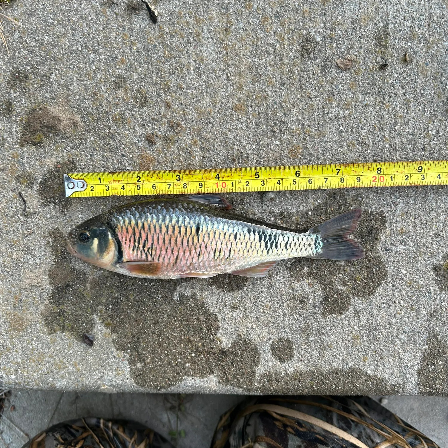 The most recent Common shiner catches on Fishbrain