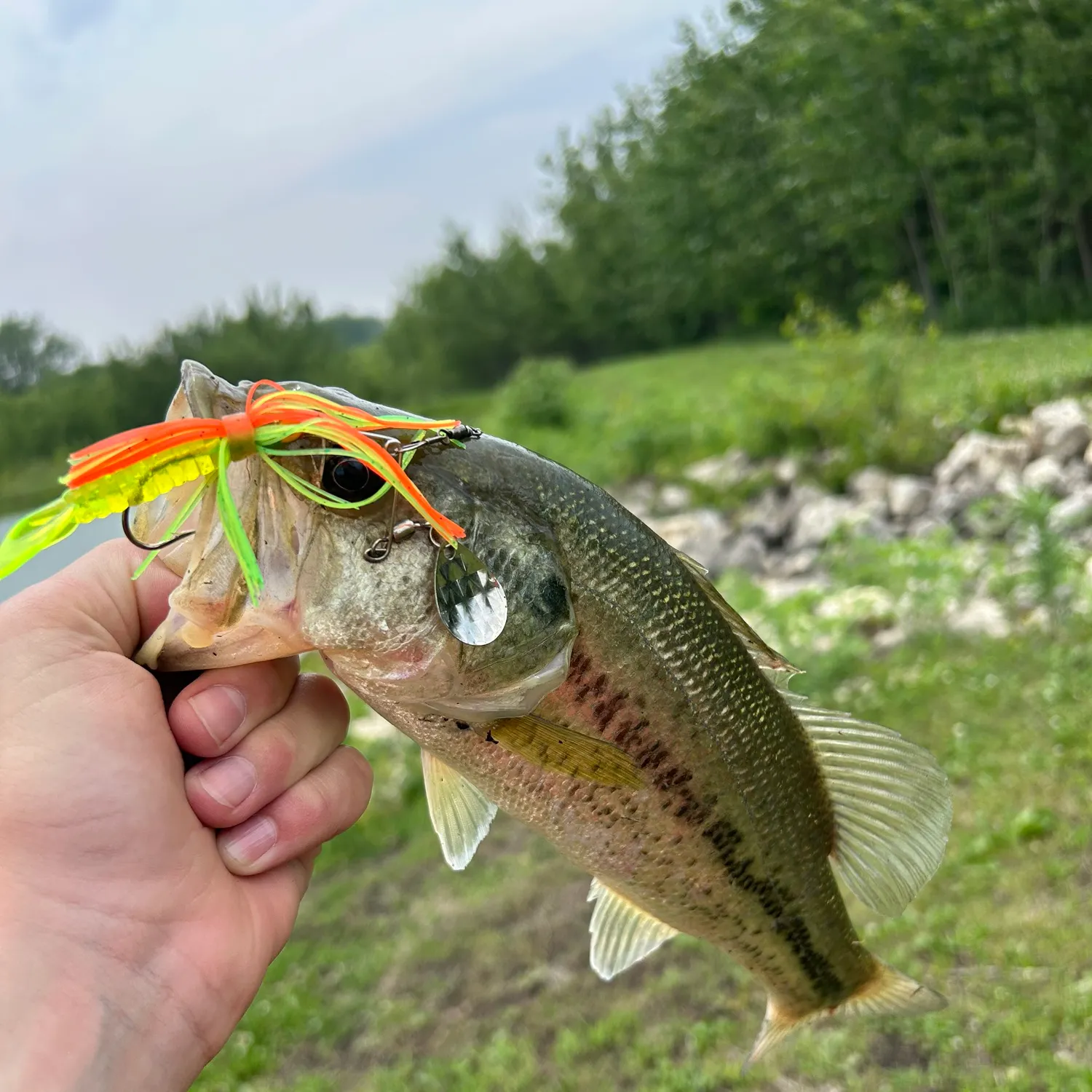 Largemouth bass caught on Fishbrain