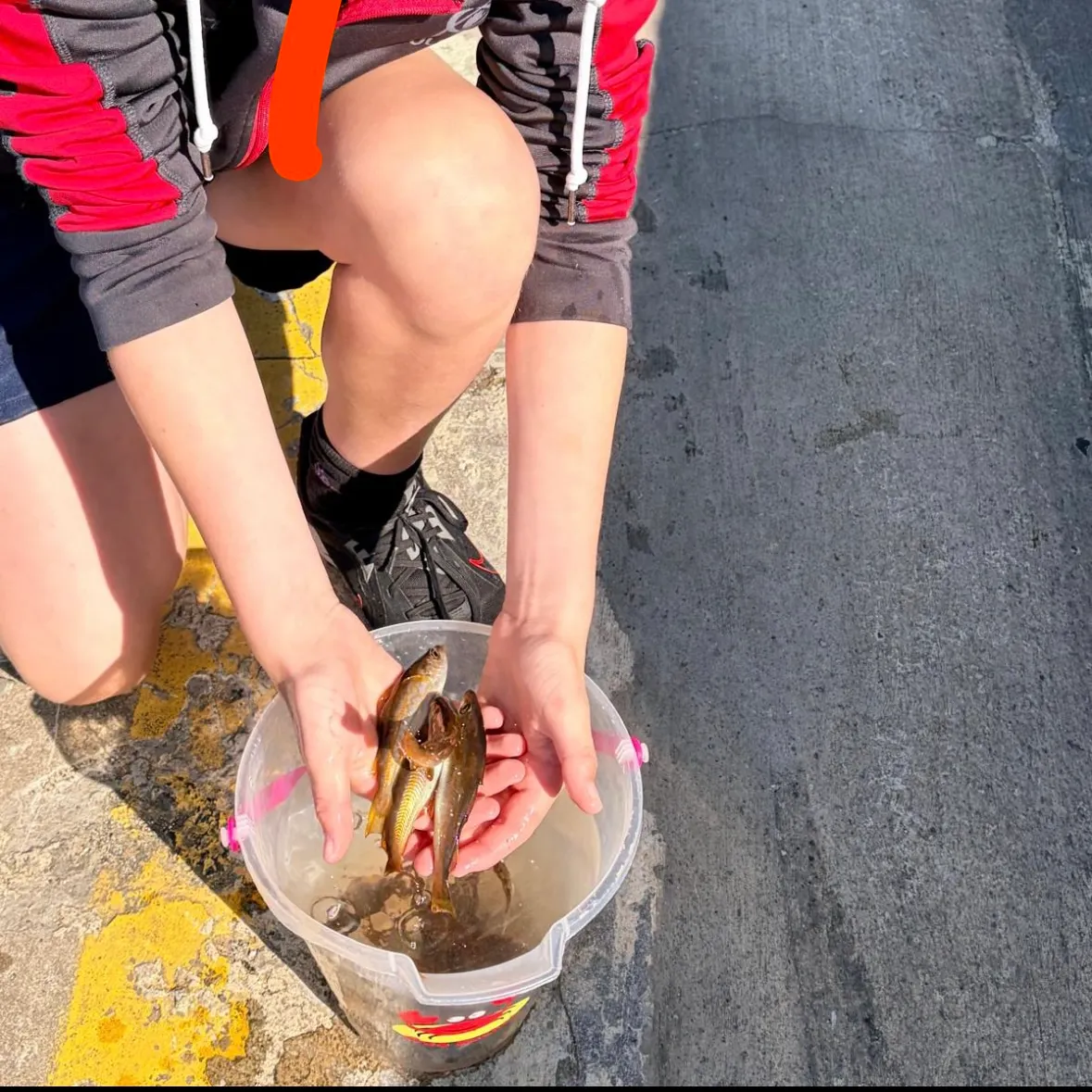 The most recent Alaska pollock catches on Fishbrain