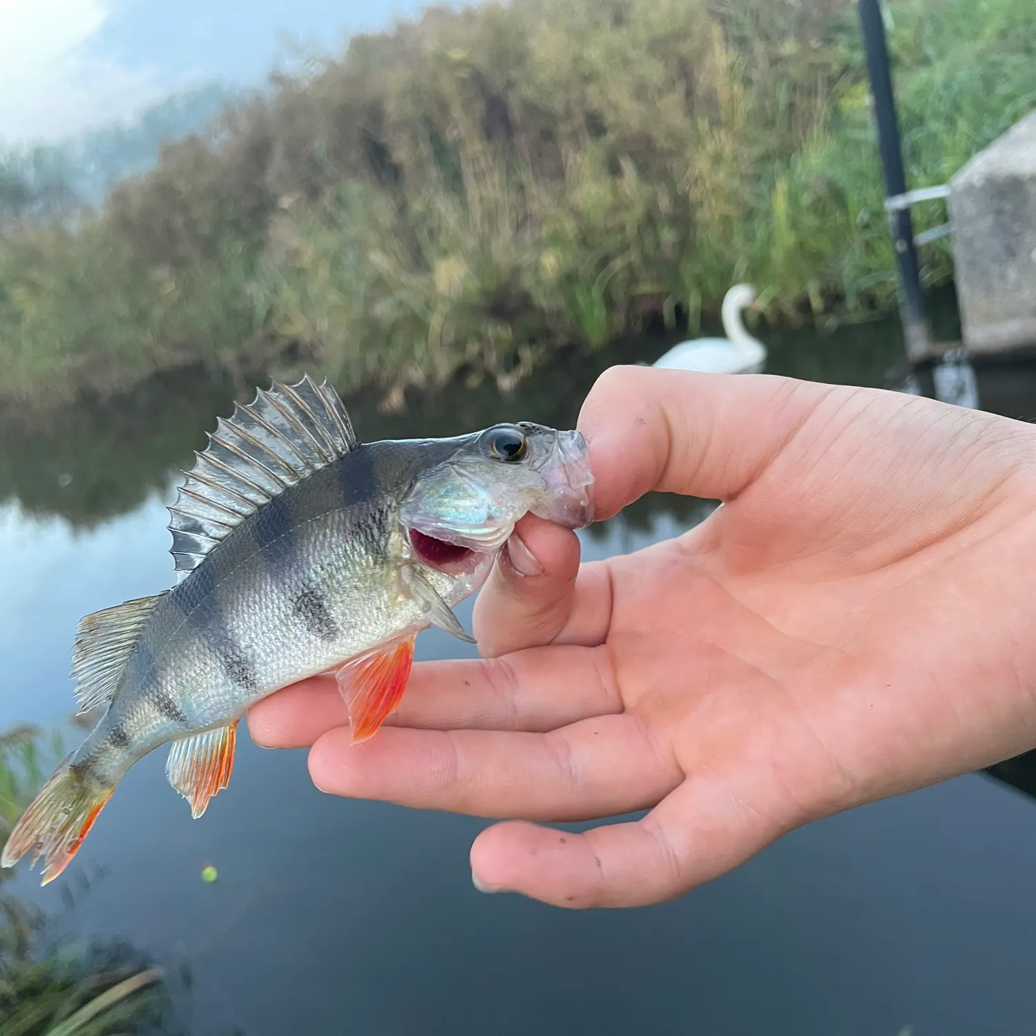catch