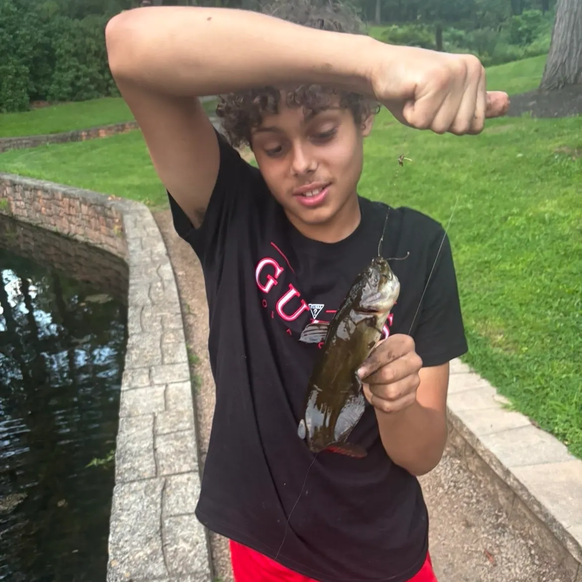 Black bullhead caught on Fishbrain