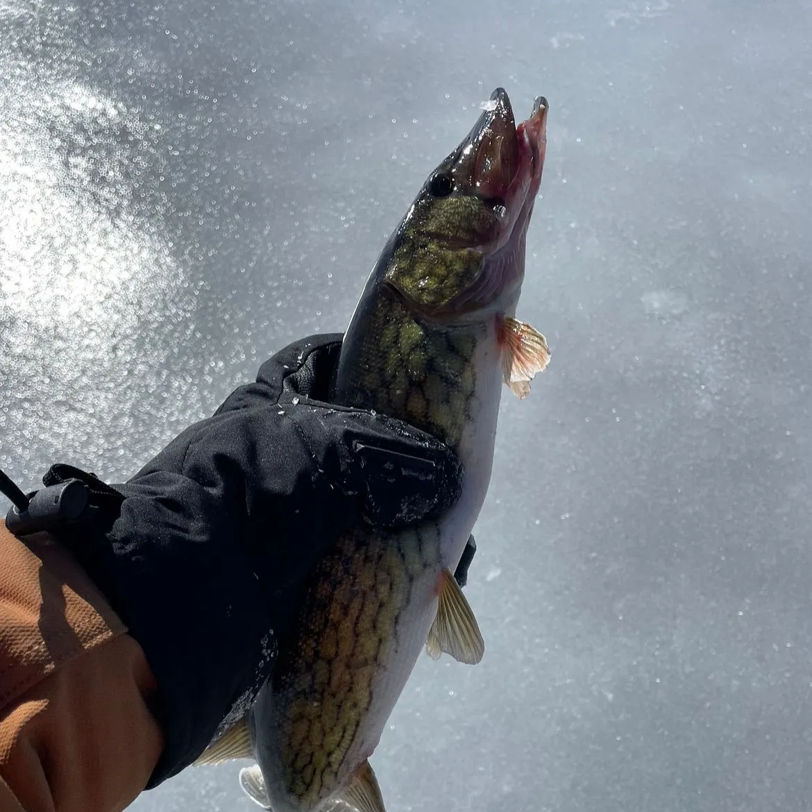 The most recent Chain pickerel catches on Fishbrain