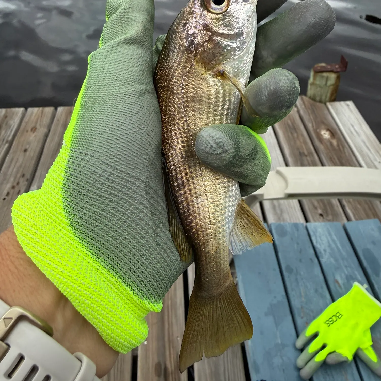 Silver perch caught on Fishbrain