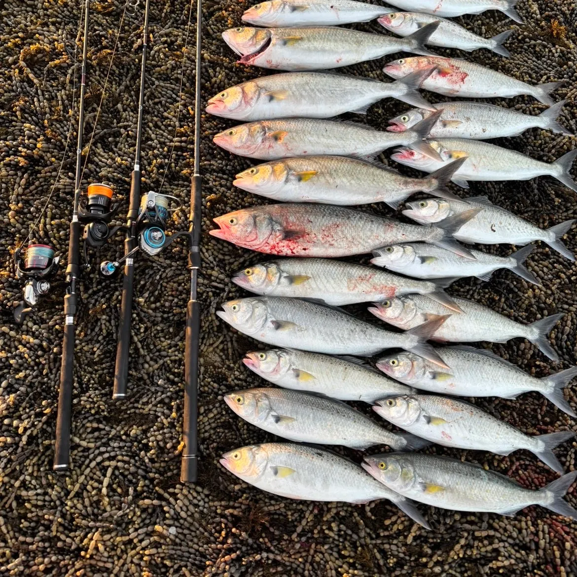 Eastern Australian salmon caught on Fishbrain