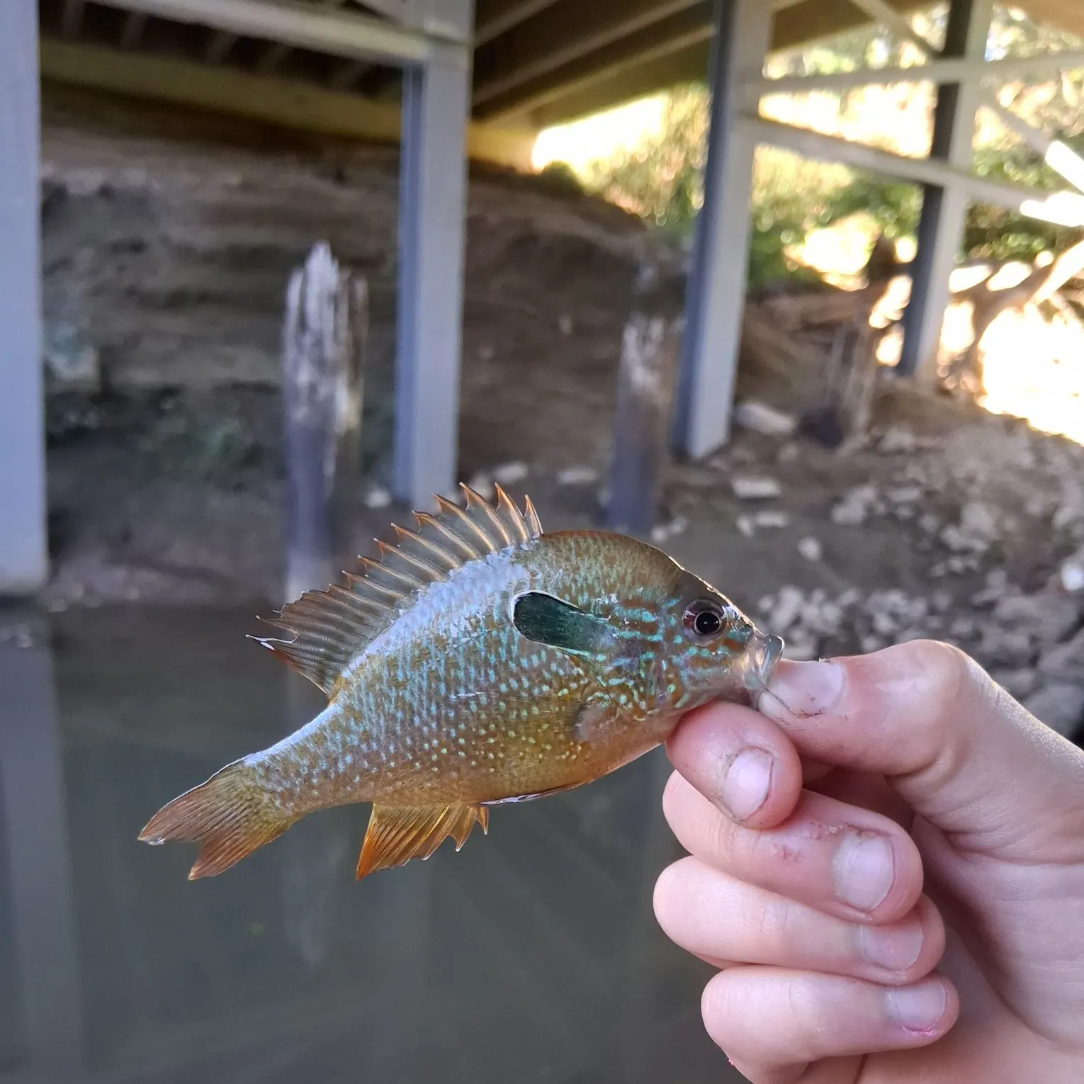 Longear sunfish caught on Fishbrain
