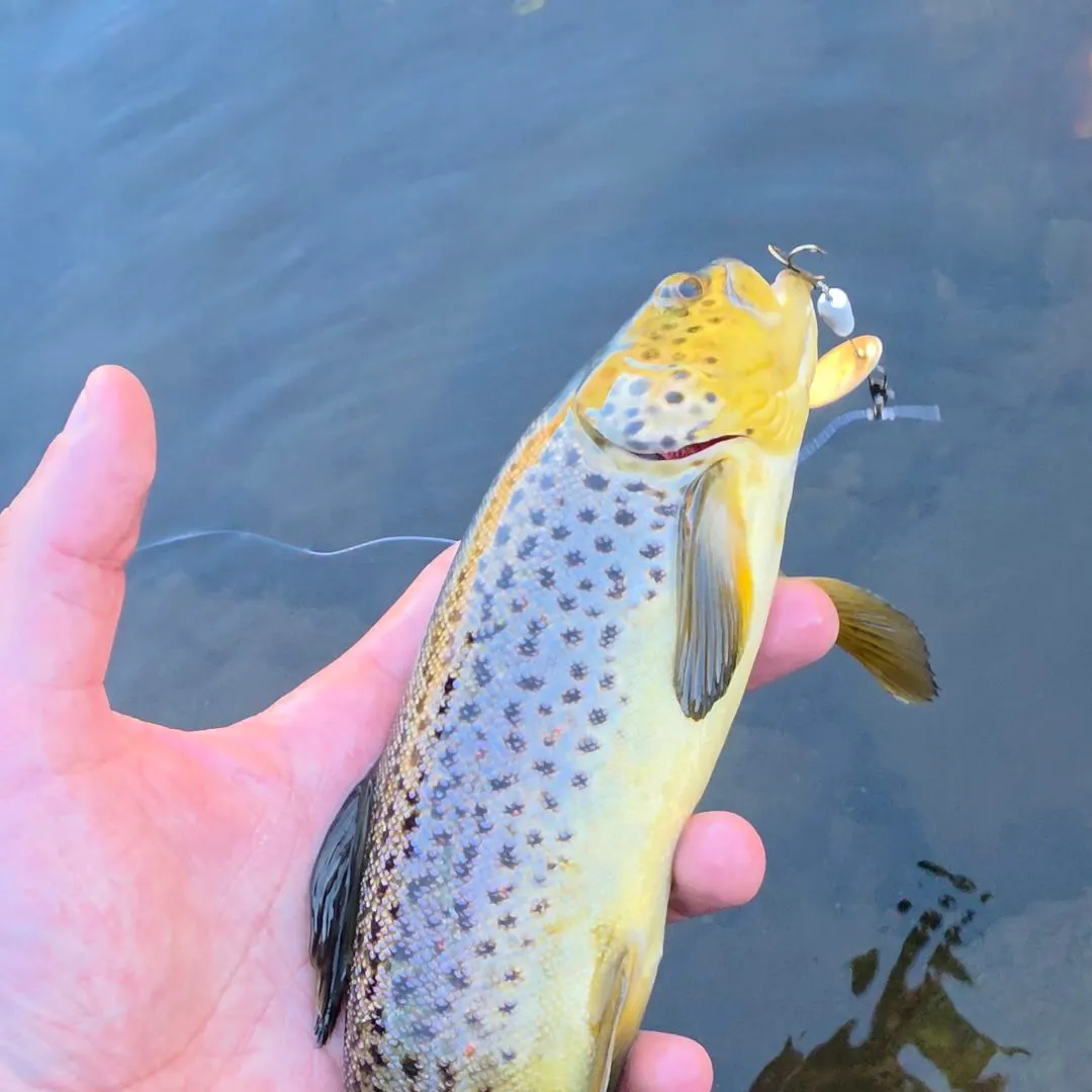 Brown trout caught on Fishbrain