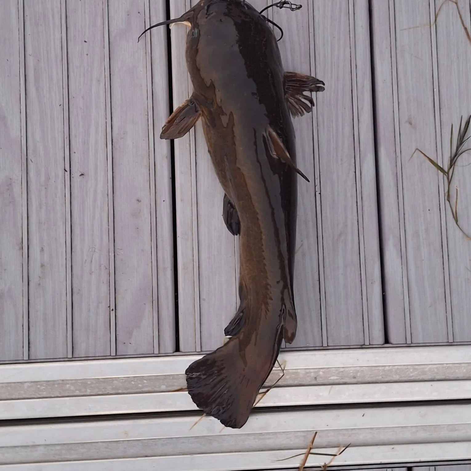Yellow bullhead caught on Fishbrain