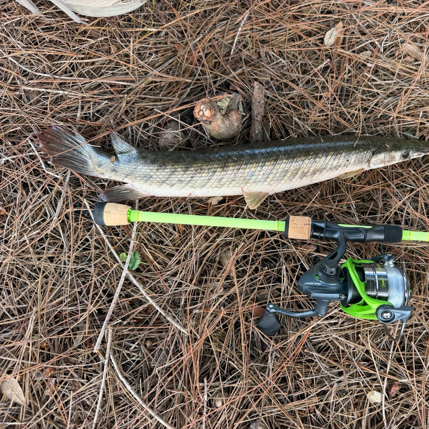 The most recent Florida gar catches on Fishbrain