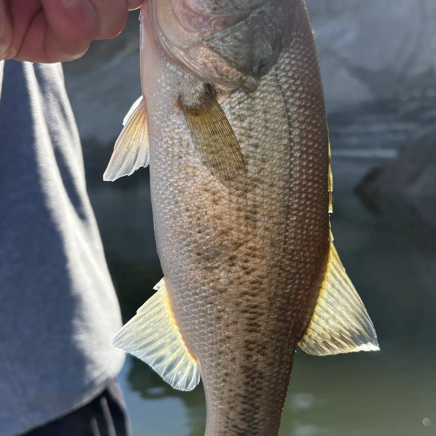Largemouth bass caught on Fishbrain